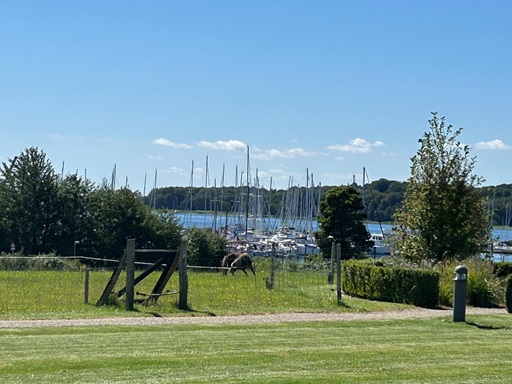 hverdagen paa lillebaelt hestene5