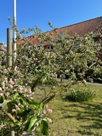 FRUGTHAVEN 
