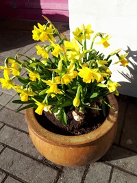 blomst1