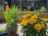 billede af blomsterkrukker i haven1